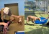 Dog Is Surrendered to the Very Shelter That Took Her in as a Puppy Dog Is Surrendered to the Very Shelter That Took Her in as a Puppy