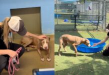 Dog Is Surrendered to the Very Shelter That Took Her in as a Puppy Dog Is Surrendered to the Very Shelter That Took Her in as a Puppy