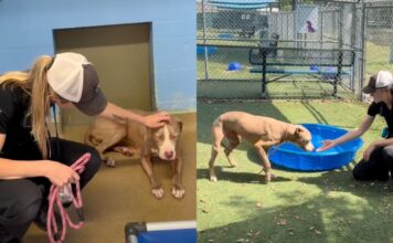 Dog Is Surrendered to the Very Shelter That Took Her in as a Puppy Dog Is Surrendered to the Very Shelter That Took Her in as a Puppy