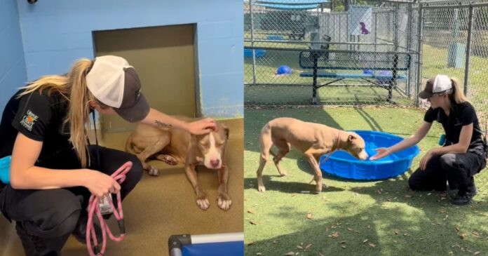 Dog Is Surrendered to the Very Shelter That Took Her in as a Puppy