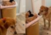 Dog Longingly Looks for His ‘Babies’ Everywhere, Then Completely Freezes When He Finds Them Dog Longingly Looks for His ‘Babies’ Everywhere, Then Completely Freezes When He Finds Them
