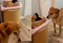 Dog Longingly Looks for His ‘Babies’ Everywhere, Then Completely Freezes When He Finds Them Dog Longingly Looks for His ‘Babies’ Everywhere, Then Completely Freezes When He Finds Them