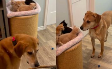 Dog Longingly Looks for His ‘Babies’ Everywhere, Then Completely Freezes When He Finds Them Dog Longingly Looks for His ‘Babies’ Everywhere, Then Completely Freezes When He Finds Them