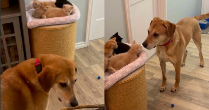 Dog-Longingly-Looks-for-His-‘Babies-Everywhere-Then-Completely-Freezes.jpg Dog Longingly Looks for His ‘Babies’ Everywhere, Then Completely Freezes When He Finds Them