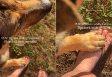 Dog Might Not Be the Cuddly Type, but He Loves Holding His Human Close Every Now & Then Dog Might Not Be the Cuddly Type, but He Loves Holding His Human Close Every Now & Then