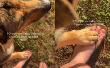 Dog Might Not Be the Cuddly Type, but He Loves Holding His Human Close Every Now & Then Dog Might Not Be the Cuddly Type, but He Loves Holding His Human Close Every Now & Then