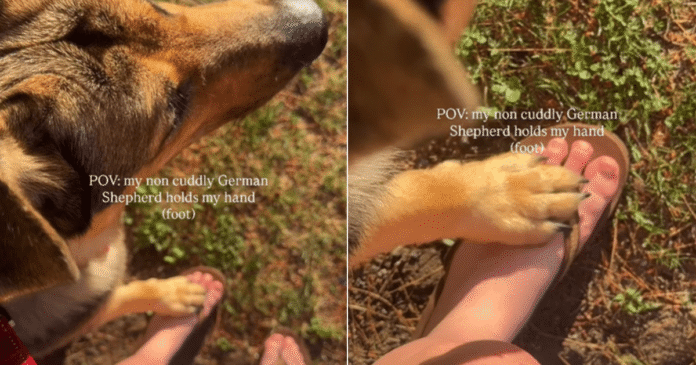 Dog Might Not Be the Cuddly Type, but He Loves Holding His Human Close Every Now & Then
