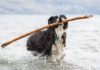 Dog Perfume – Whole Dog Journal Dog Perfume - Whole Dog Journal