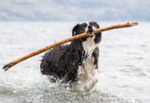 Dog Perfume – Whole Dog Journal Dog Perfume - Whole Dog Journal