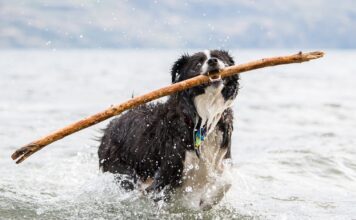 Dog Perfume – Whole Dog Journal Dog Perfume - Whole Dog Journal