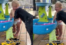 Dog Plays a Backyard Game With Toddler & Watches Him Laugh Like It’s Her Favorite Thing Dog Plays a Backyard Game With Toddler & Watches Him Laugh Like It’s Her Favorite Thing