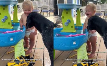 Dog Plays a Backyard Game With Toddler & Watches Him Laugh Like It’s Her Favorite Thing Dog Plays a Backyard Game With Toddler & Watches Him Laugh Like It’s Her Favorite Thing