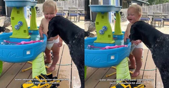 Dog-Plays-a-Backyard-Game-With-Toddler-Watches-Him.jpg Dog Plays a Backyard Game With Toddler & Watches Him Laugh Like It’s Her Favorite Thing