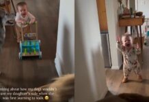 Dogs Never Left Baby Girl as She Learned To Walk, Showing They’d Always Have Her Back Dogs Never Left Baby Girl as She Learned To Walk, Showing They’d Always Have Her Back