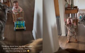 Dogs Never Left Baby Girl as She Learned To Walk, Showing They’d Always Have Her Back Dogs Never Left Baby Girl as She Learned To Walk, Showing They’d Always Have Her Back