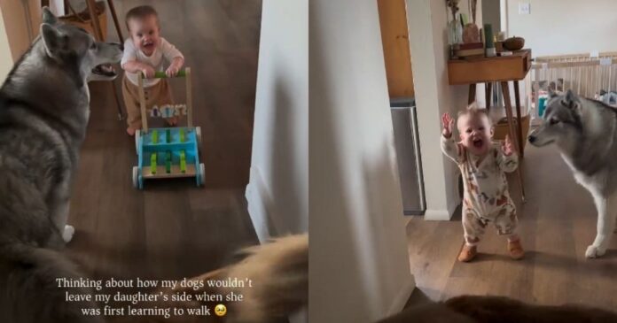 Dogs Never Left Baby Girl as She Learned To Walk, Showing They’d Always Have Her Back