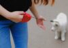 Fixing Your Retractable Dog Leash: A Step-by-Step Guide Fixing Your Retractable Dog Leash: A Step-by-Step Guide