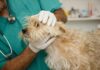 Fluconazole for Dogs – Whole Dog Journal Fluconazole for Dogs - Whole Dog Journal