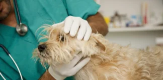 Fluconazole for Dogs – Whole Dog Journal Fluconazole for Dogs - Whole Dog Journal