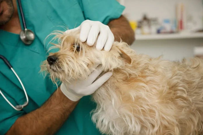 Fluconazole-for-Dogs-Whole-Dog-Journal.webp Fluconazole for Dogs - Whole Dog Journal