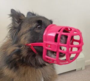 A Belgian Tervuren wearing a hot pink muzzle.