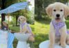 Golden Retriever Helps Toddler Run a Successful Lemonade Stand Golden Retriever Helps Toddler Run a Successful Lemonade Stand