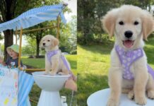Golden Retriever Helps Toddler Run a Successful Lemonade Stand Golden Retriever Helps Toddler Run a Successful Lemonade Stand