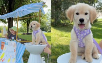 Golden Retriever Helps Toddler Run a Successful Lemonade Stand Golden Retriever Helps Toddler Run a Successful Lemonade Stand
