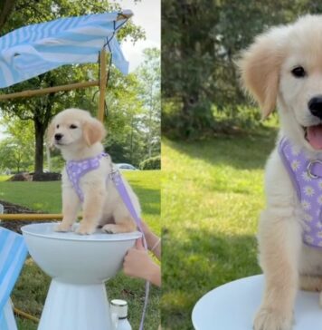 Golden Retriever Helps Toddler Run a Successful Lemonade Stand Golden Retriever Helps Toddler Run a Successful Lemonade Stand