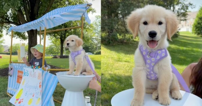 Golden-Retriever-Helps-Toddler-Run-a-Successful-Lemonade-Stand.jpg Golden Retriever Helps Toddler Run a Successful Lemonade Stand