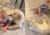 Golden Retriever Puppy Meets Little Baby & It’s Like They Were Meant To Find Each Other Golden Retriever Puppy Meets Little Baby & It’s Like They Were Meant To Find Each Other