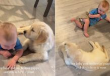 Golden Retriever Puppy Meets Little Baby & It’s Like They Were Meant To Find Each Other Golden Retriever Puppy Meets Little Baby & It’s Like They Were Meant To Find Each Other