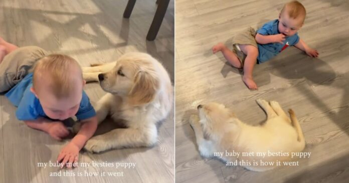 Golden-Retriever-Puppy-Meets-Little-Baby-Its-Like-They.jpg Golden Retriever Puppy Meets Little Baby & It’s Like They Were Meant To Find Each Other