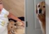 Golden Retriever Sulks Behind a Wall, Upset at Human Petting the Little Puppy Instead of Him Golden Retriever Sulks Behind a Wall, Upset at Human Petting the Little Puppy Instead of Him