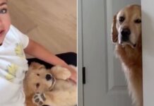 Golden Retriever Sulks Behind a Wall, Upset at Human Petting the Little Puppy Instead of Him Golden Retriever Sulks Behind a Wall, Upset at Human Petting the Little Puppy Instead of Him