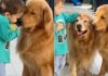 Golden Retrievers Don’t Rush Toddler Holding the Ball, Just Watch Him Walk Away With It Golden Retrievers Don’t Rush Toddler Holding the Ball, Just Watch Him Walk Away With It