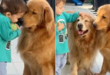 Golden Retrievers Don’t Rush Toddler Holding the Ball, Just Watch Him Walk Away With It Golden Retrievers Don’t Rush Toddler Holding the Ball, Just Watch Him Walk Away With It