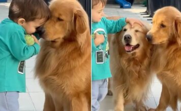 Golden Retrievers Don’t Rush Toddler Holding the Ball, Just Watch Him Walk Away With It Golden Retrievers Don’t Rush Toddler Holding the Ball, Just Watch Him Walk Away With It