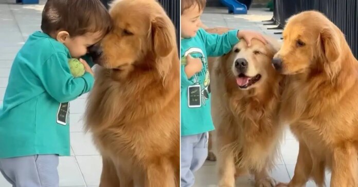 Golden Retrievers Don’t Rush Toddler Holding the Ball, Just Watch Him Walk Away With It