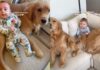 Golden Retrievers Fall in Love With Baby One Core Memory at a Time Golden Retrievers Fall in Love With Baby One Core Memory at a Time