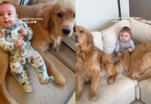 Golden Retrievers Fall in Love With Baby One Core Memory at a Time Golden Retrievers Fall in Love With Baby One Core Memory at a Time