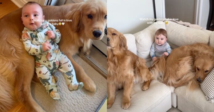 Golden-Retrievers-Fall-in-Love-With-Baby-One-Core-Memory.jpg Golden Retrievers Fall in Love With Baby One Core Memory at a Time