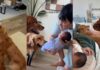 Golden Retrievers Have Two Distinct Reactions Upon Meeting Newborn Baby Golden Retrievers Have Two Distinct Reactions Upon Meeting Newborn Baby