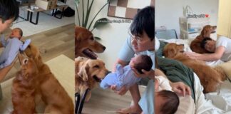 Golden Retrievers Have Two Distinct Reactions Upon Meeting Newborn Baby Golden Retrievers Have Two Distinct Reactions Upon Meeting Newborn Baby