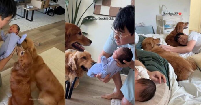 Golden-Retrievers-Have-Two-Distinct-Reactions-Upon-Meeting-Newborn-Baby.jpg Golden Retrievers Have Two Distinct Reactions Upon Meeting Newborn Baby