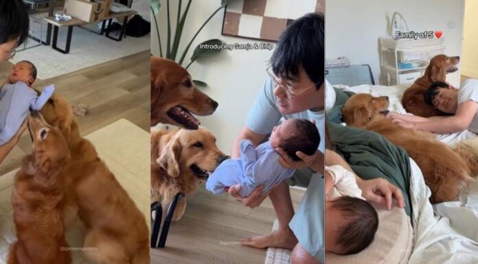 Golden Retrievers Have Two Distinct Reactions Upon Meeting Newborn Baby Golden Retrievers Have Two Distinct Reactions Upon Meeting Newborn Baby