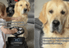 Golden Retriever’s Protective Instincts Kick in as Toddler Plays Like It’s Her Duty Golden Retriever’s Protective Instincts Kick in as Toddler Plays Like It’s Her Duty
