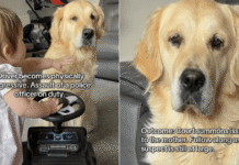 Golden Retriever’s Protective Instincts Kick in as Toddler Plays Like It’s Her Duty Golden Retriever’s Protective Instincts Kick in as Toddler Plays Like It’s Her Duty