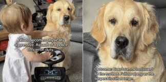 Golden Retriever’s Protective Instincts Kick in as Toddler Plays Like It’s Her Duty