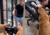 Golden Retrievers Wait at the Door for Human To Bring Home Little Baby, Then Do This Golden Retrievers Wait at the Door for Human To Bring Home Little Baby, Then Do This